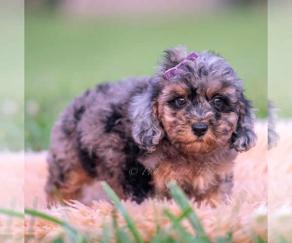 Medium Photo #29 Poodle (Toy) Puppy For Sale in WARSAW, IN, USA