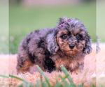 Small #2 Poodle (Toy)