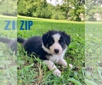 Small Photo #3 Border Collie-Papillon Mix Puppy For Sale in CULPEPER, VA, USA