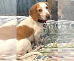 Small #5 Beagle