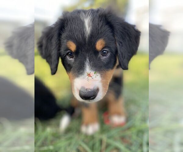Medium Photo #11 Bernese Mountain Dog Puppy For Sale in CLINTON, MO, USA