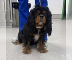 Small #1 Cavalier King Charles Spaniel Mix