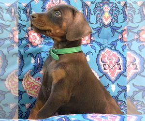 Doberman Pinscher Puppy for sale in WHITLEYVILLE, TN, USA