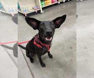 Medium Dachshund Mix