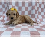 Small #7 Goldendoodle