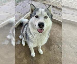 Siberian Husky Dogs for adoption in Santa Maria, CA, USA