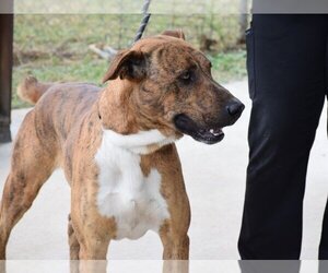 Plott Hound-Unknown Mix Dogs for adoption in Anniston, AL, USA