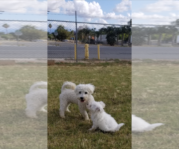 Medium Photo #11 Bichon Frise Puppy For Sale in JURUPA VALLEY, CA, USA