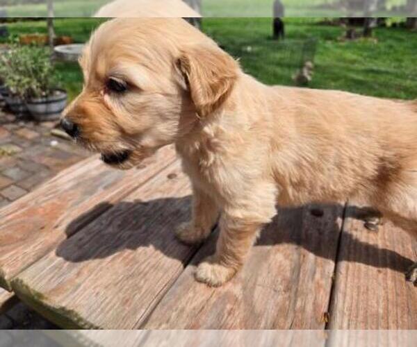 Medium Photo #6 Goldendoodle Puppy For Sale in LEON, KS, USA
