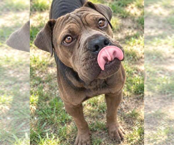 Medium Photo #2 American Pit Bull Terrier-Unknown Mix Puppy For Sale in Minneapolis, MN, USA
