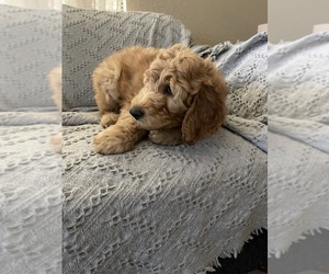 Goldendoodle Puppy for sale in ORANGE, TX, USA