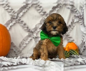 Medium Cavapoo