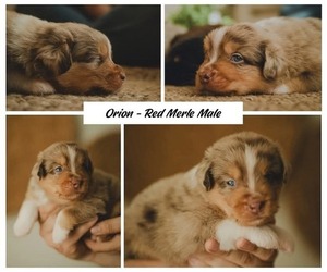 Miniature Australian Shepherd Puppy for sale in SARASOTA, FL, USA
