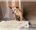 Small Chihuahua Mix