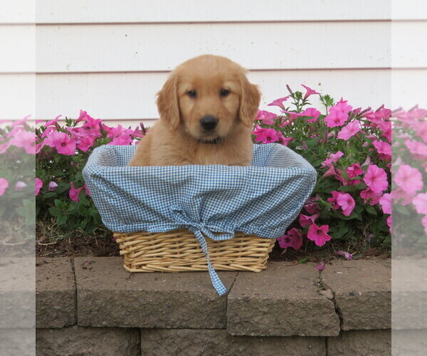 Medium Photo #19 English Cream Golden Retriever Puppy For Sale in ATHENS, WI, USA