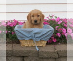 Puppy Teal collar English Cream Golden Retriever