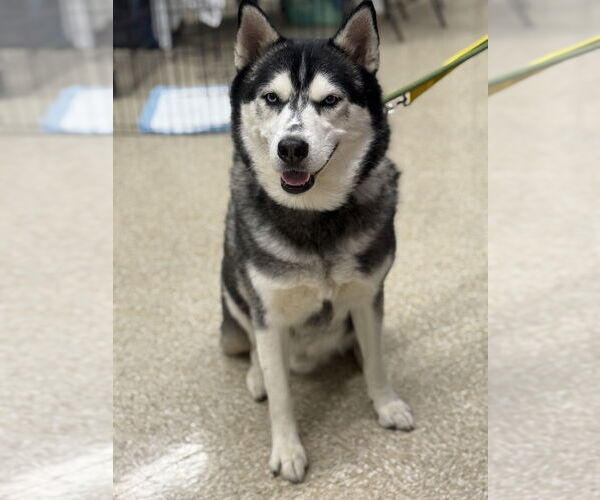 Medium Photo #3 Siberian Husky Puppy For Sale in Brewster, NY, USA