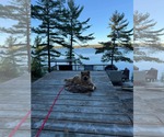 Small Photo #3 Chow Chow Puppy For Sale in Prescott, Ontario, Canada