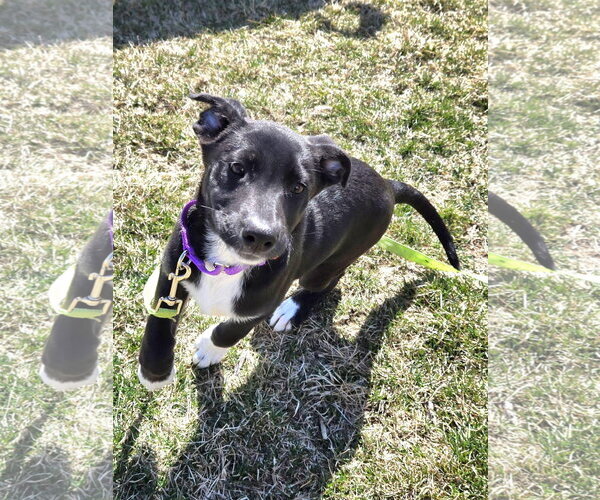 Medium Photo #2 Shepradors Puppy For Sale in New London, WI, USA