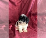 Puppy Gyp Poodle (Miniature)