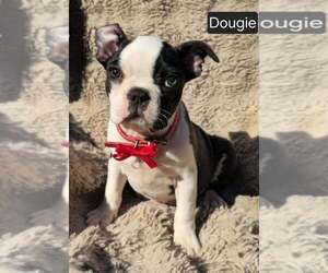Boston Terrier Puppy for Sale in POMEROY, Ohio USA