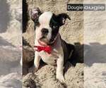 Small Photo #1 Boston Terrier Puppy For Sale in POMEROY, OH, USA