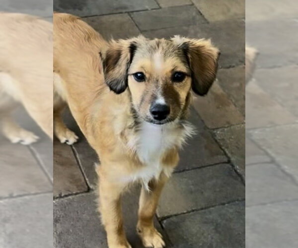 Medium Photo #7 Mutt Puppy For Sale in San Diego, CA, USA