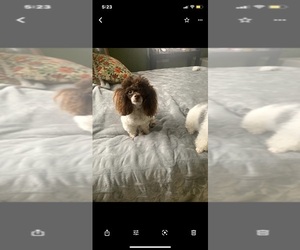Poodle (Toy) Puppy for sale in RICHMOND, IL, USA