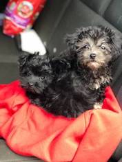 Morkie Puppy for sale in DETROIT, MI, USA
