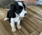 Small Photo #13 Aussiedoodle Miniature  Puppy For Sale in GILBERT, AZ, USA