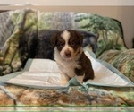 Puppy Teddy Australian Shepherd