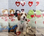 Small Photo #2 Cavapoo Puppy For Sale in CHUBBUCK, ID, USA