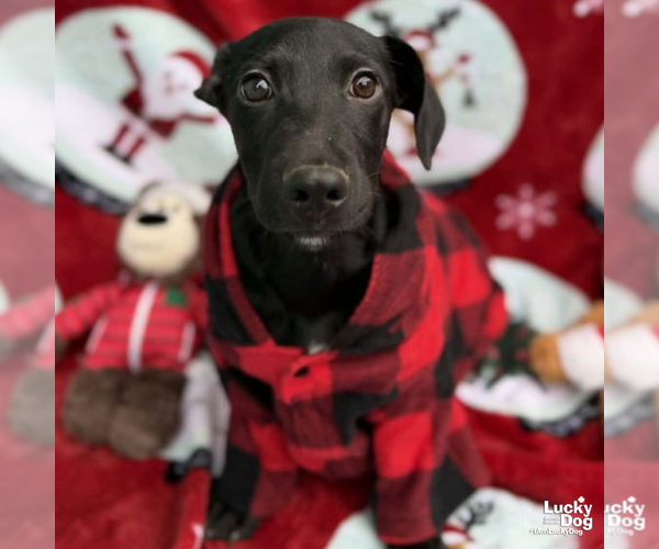 Medium Photo #5 Labrador Retriever-Retriever  Mix Puppy For Sale in Washington, DC, USA