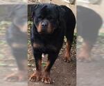 Small Photo #2 Rottweiler Puppy For Sale in ANTIOCH, CA, USA