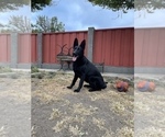 Small Photo #31 German Shepherd Dog Puppy For Sale in HAYWARD, CA, USA