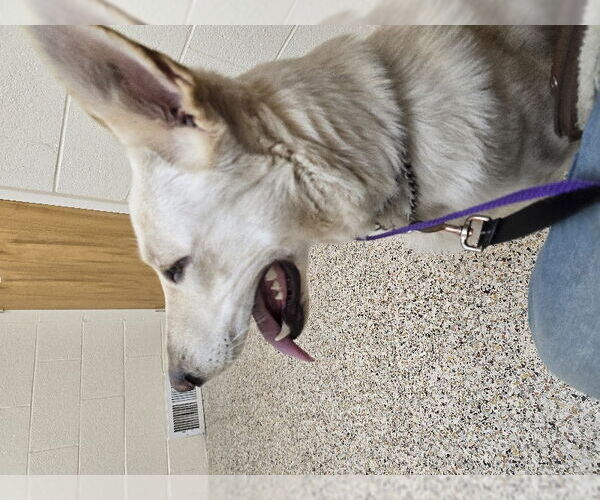 Medium Photo #7 - Mix Puppy For Sale in Winston Salem, NC, USA