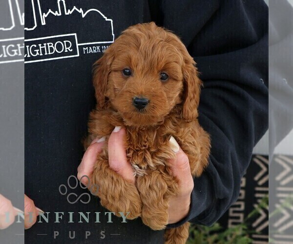Medium Photo #5 Goldendoodle (Miniature) Puppy For Sale in NARVON, PA, USA