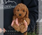 Small #4 Goldendoodle (Miniature)