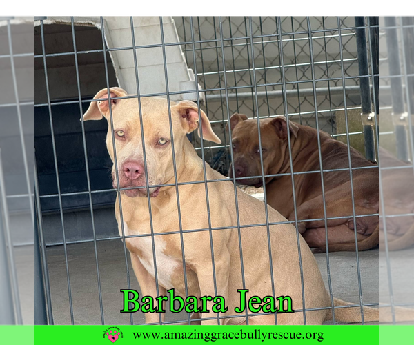 Medium Photo #1 American Bulldog-Unknown Mix Puppy For Sale in Pensacola, FL, USA