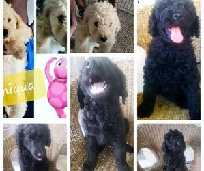 Goldendoodle Puppy for sale in GAHANNA, OH, USA