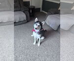 Small #4 Siberian Husky