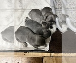 Small Photo #39 French Bulldog Puppy For Sale in TRENTON, TX, USA