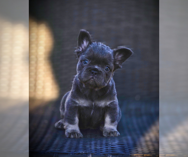 Medium Photo #18 French Bulldog Puppy For Sale in LOS ANGELES, CA, USA