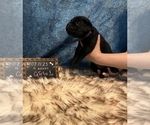 Small Photo #5 Cane Corso Puppy For Sale in SYLMAR, CA, USA