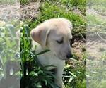 Small Photo #12 Labrador Retriever Puppy For Sale in CHARITON, IA, USA
