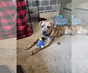Mutt Dogs for adoption in Fort Collins, CO, USA