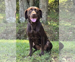 Chocolate Labrador retriever-Unknown Mix Dogs for adoption in Wetumpka, AL, USA