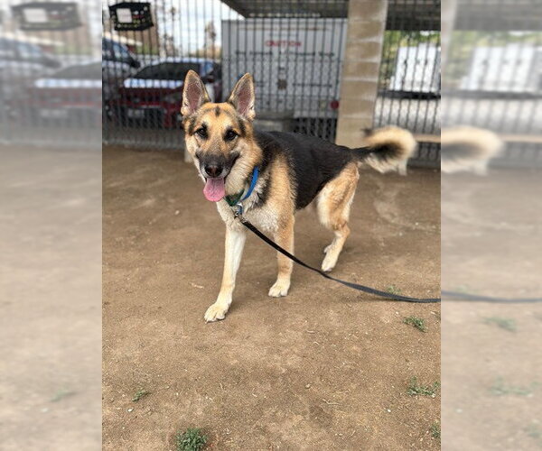 Medium Photo #2 German Shepherd Dog Puppy For Sale in Riverside, CA, USA