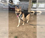 Small #1 German Shepherd Dog