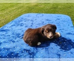 Small #3 Miniature American Shepherd
